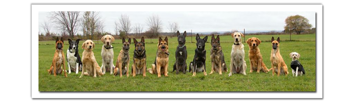 Image Elite Detection Dogs Our Team